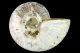 Silver Iridescent Ammonite (Cleoniceras) Fossil - Madagascar #146331-2